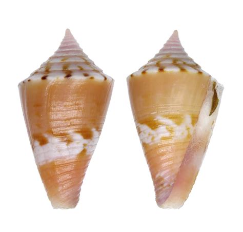 Conus Articulatus Conidae Specimen Sea Shell Picture Ts180034