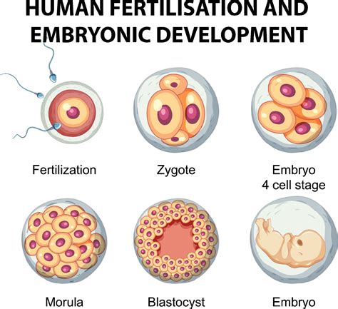 Stages Of Fertilization In Human