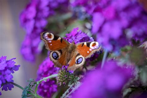 Schmetterling Pfauenauge Falter Kostenloses Foto Auf Pixabay Pixabay