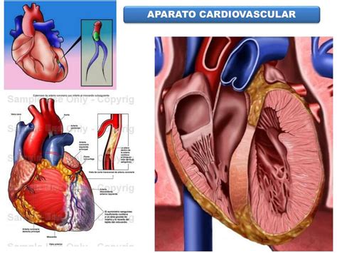 Aparato Cardiovascular JPaul HAsto UDocz