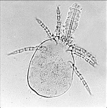 trombiculidae wikipedia