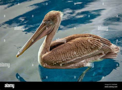 Brown Pelican Immature Pelecanus Occidentalis Stock Photo Alamy