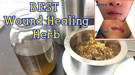 BEST Wound Healing Plant Steps And Recipe Of Making Calendula Infused