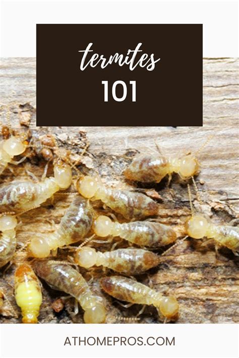 Termites Termites Pest Control Pests