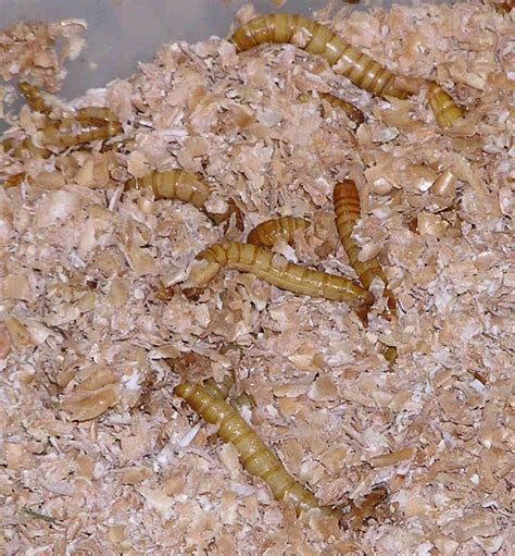 Mealworm Tenebrio Molitor Feedipedia