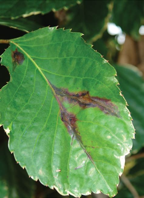 Figure From Bacterial Leaf Blight Of Panax Polyscias Guilfoylei