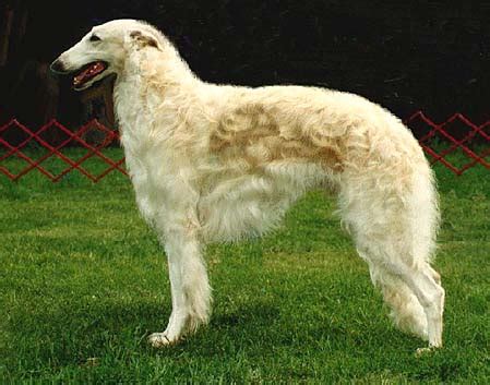 Borzoi Topline continued