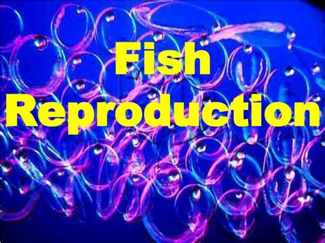 Ppt Fish Reproduction Powerpoint Presentation Free Download Id4803231