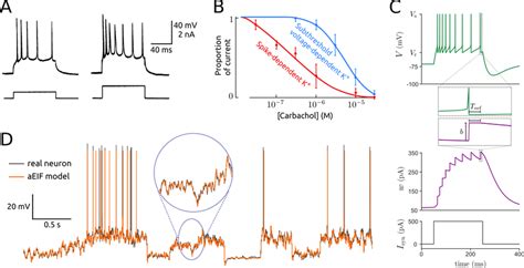 1 Spike Rate Adaptation Neuromodulatory Effects On Adaptation