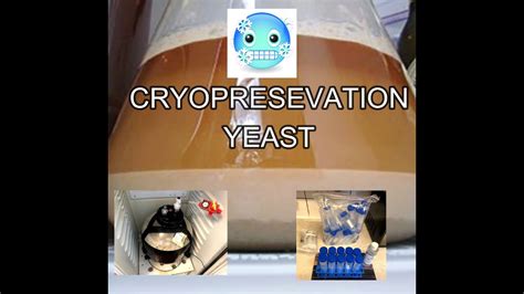 Part Yeast Cryopreservation Youtube