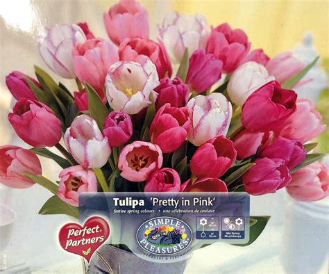 Pretty in Pink Mix Tulip 25 Bulbs - Pink & White - 12/+ cm Bulbs ...