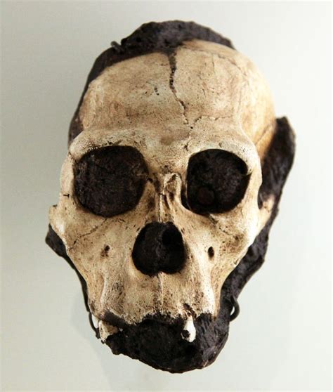 Australopithecus Sediba Juvenile Male Skull - Smithsonian Museum