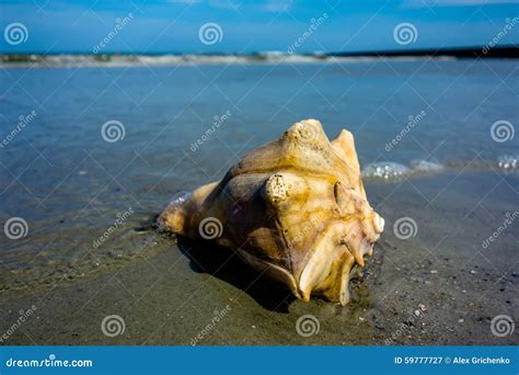 Sea Shell On A Beach Of Atlantic Ocean At Sunset Stock Image Image Of