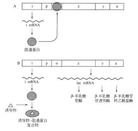 代谢的调节解读生命化学挂云帆