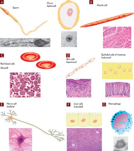 Applied Pathophysiology Chapter 3 Cellular Structure And Function