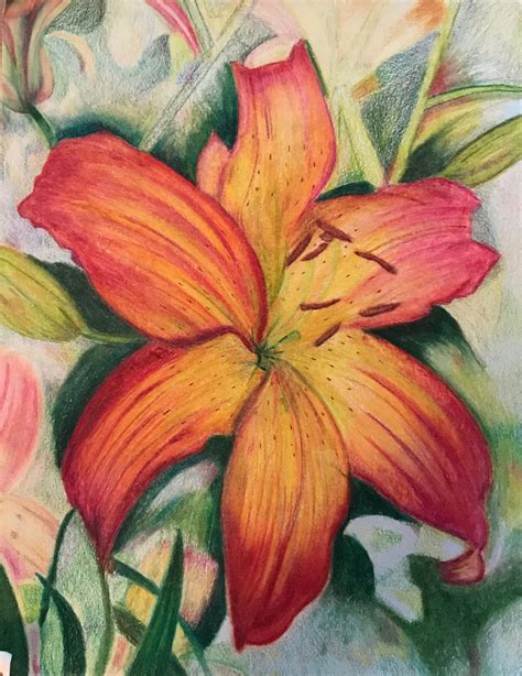 Flower Lily Lilies Drawing Prismacolor Pencils Lilies Drawing