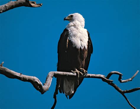 African Fish Eagle Bird Britannica