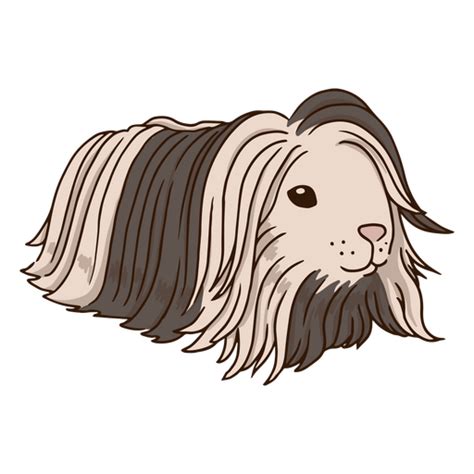 Guinea Pig Long Hair Animal Png And Svg Design For T Shirts