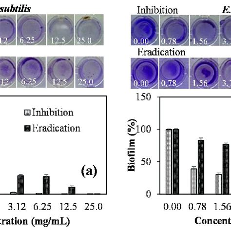 The Photographs And Inhibition And Eradication Of Biofilms Generated