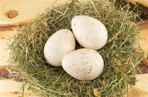 Raw turkey eggs in a nest stock photo. Image of turkey - 82711128