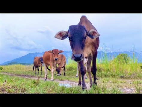 Sapi Lembu Jinak Dan Gemuk Berkeliaran Di Ladang Menikmati Rumput Hijau