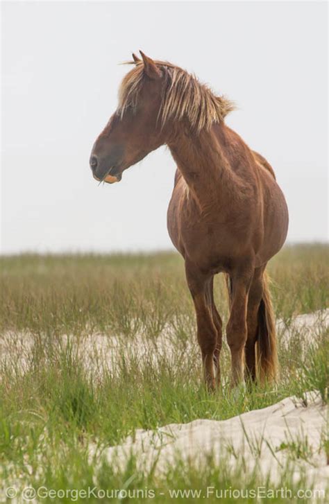 The Wild Horses of Sable Island