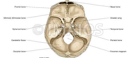 Fossa In Anatomy - ANATOMY