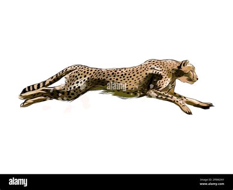 Cheetah from a splash of watercolor, colored drawing, realistic. Vector illustration of paints ...