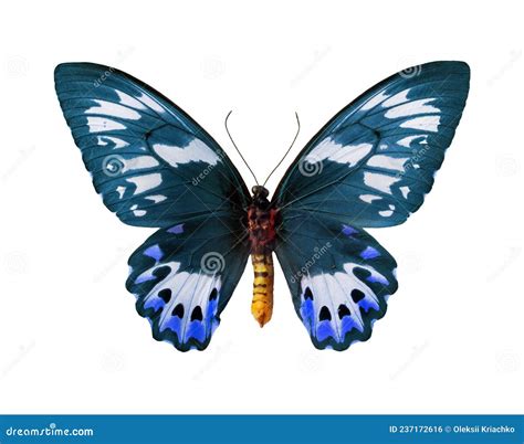 Large Blue Colorful Tropical Butterfly Isolated On White Ornithoptera Priamus Urvillianus