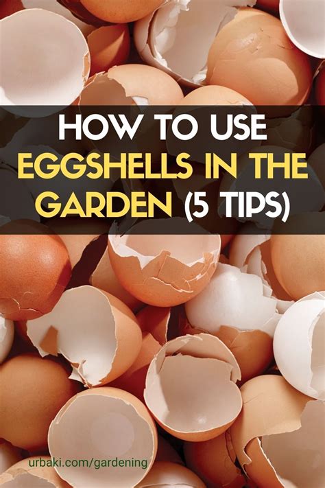 How To Use Eggshells In The Garden 5 Quick Tips Egg Shells In