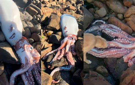 Giant Squid Washes Onto The Rocky Shore Of A Cape Town Beach MercoPress