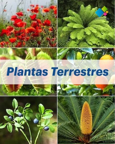 Plantas Terrestres Diversidad Y Adaptaciones