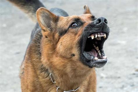 German Shepherd Bite Force Incredible Facts You Didn T Know Only