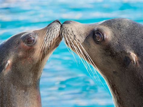 Week End En Famille Avec Entr Es Aux Parcs Marineland Aquasplash