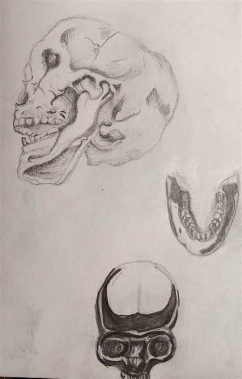 Skulls Sketchbook By Sinsimel On Deviantart