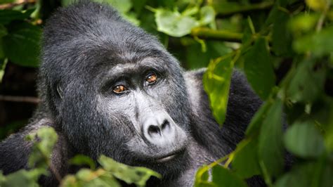 The Congo Basin Is Under Threat Heres Why We Need To Act Now Wildaid