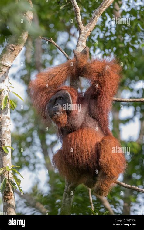 Animali Del Bosco Immagini E Fotos Stock Alamy