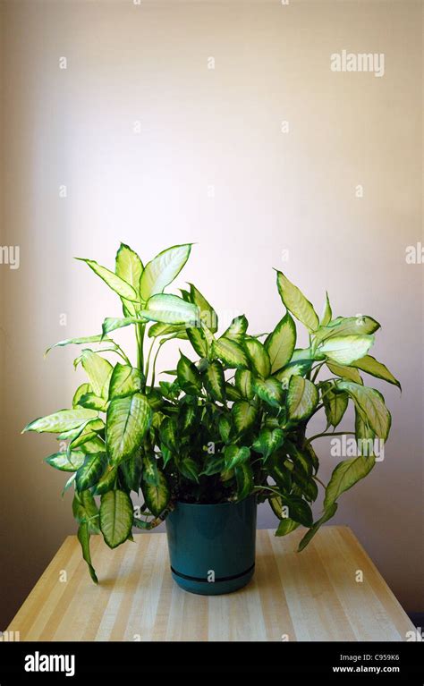 Dieffenbachia In Door House Plant Stock Photo Alamy