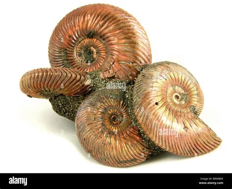 Ammonites Russia Hi Res Stock Photography And Images Alamy