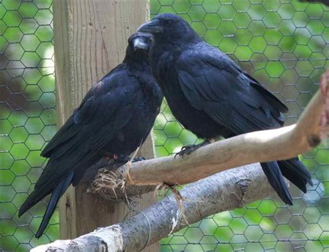 These Two Love Birds Got Me American Crow Pet Birds Crow