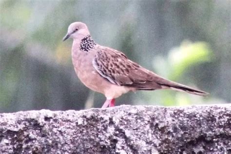 Selain Dimudahkan Rezeki Ini Arti Mimpi Tentang Burung Tekukur