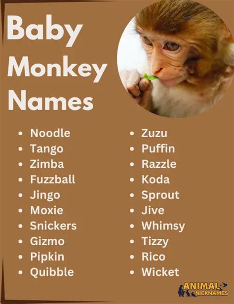 Best 400+ Catchy and Trendy Monkey Names [Perfect Ideas]