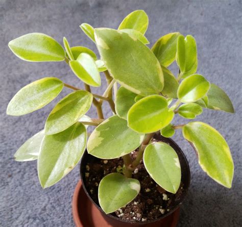 How to Care for Peperomia Orba