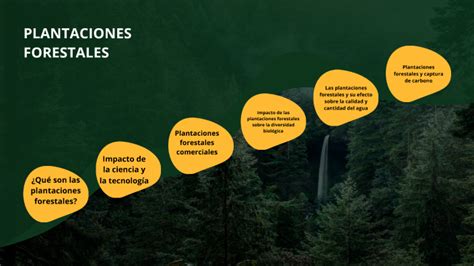 PLANTACIONES FORESTALES By Brenda Mendoza On Prezi