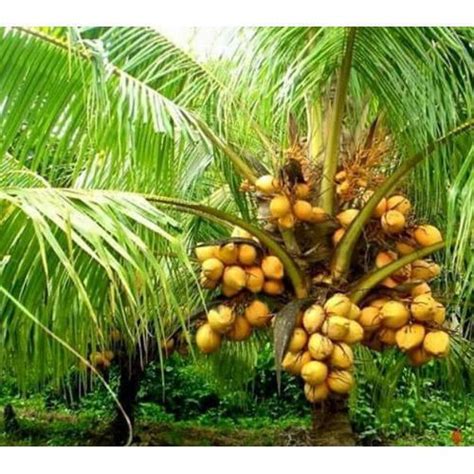 Fertilizer For Coconut Tree When And How To Fertilize, 43% OFF