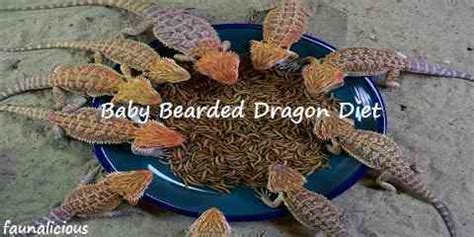 Baby Bearded Dragon Diet Guidance | FaunaLicious