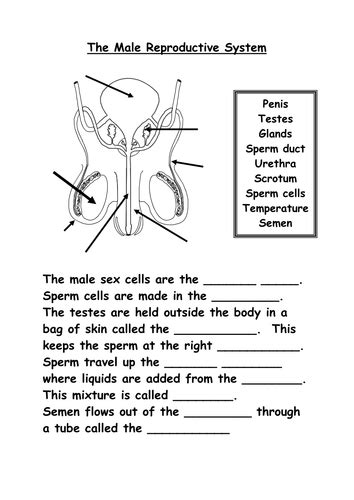 Reproductive Organs By Shazbatz Teaching Resources Tes