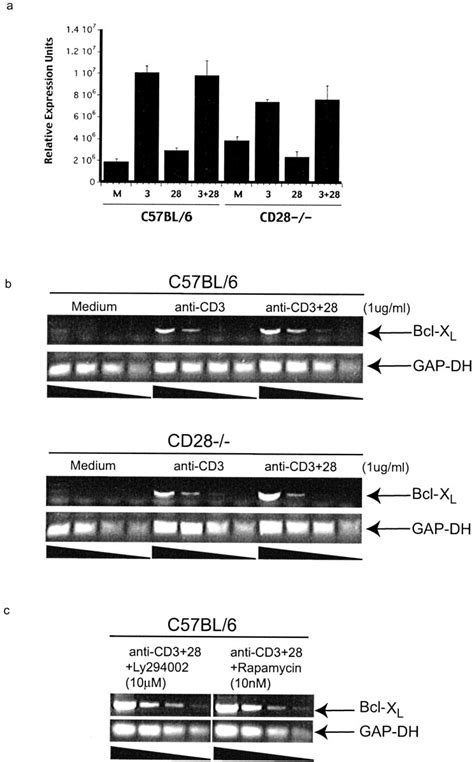 Bcl X L MRNA Expression Is Dependent On CD3 Ligation But Independent