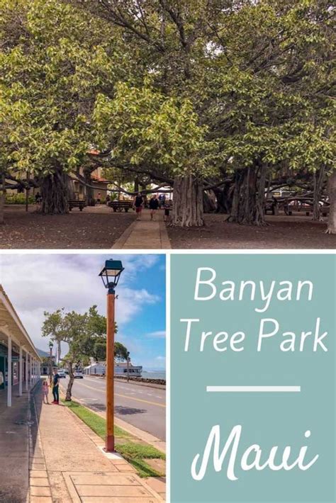 The magnificent banyan tree on Maui, a magical sight | CosmopoliClan