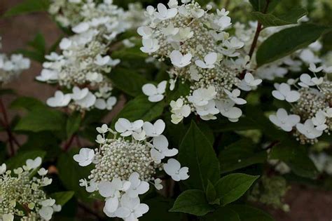 Hydrangea Paniculata Wims Red Pluimhortensia Alles